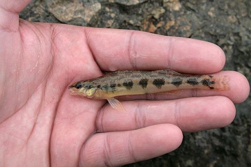 Dusky darter